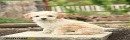Bichpoo dogs for sale: Velvet - Ad 1