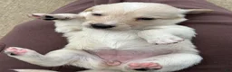 Mixed Breed dogs for sale: Black Collar - Ad 11