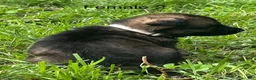 German Shepherd dogs for sale: German Shepherd 3 - Ad 11