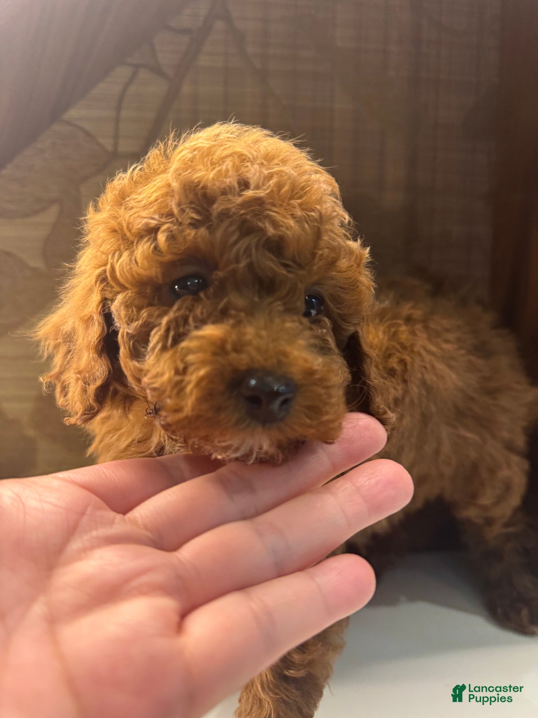 Toy Poodle dogs for sale: Mocha  - Ad 7