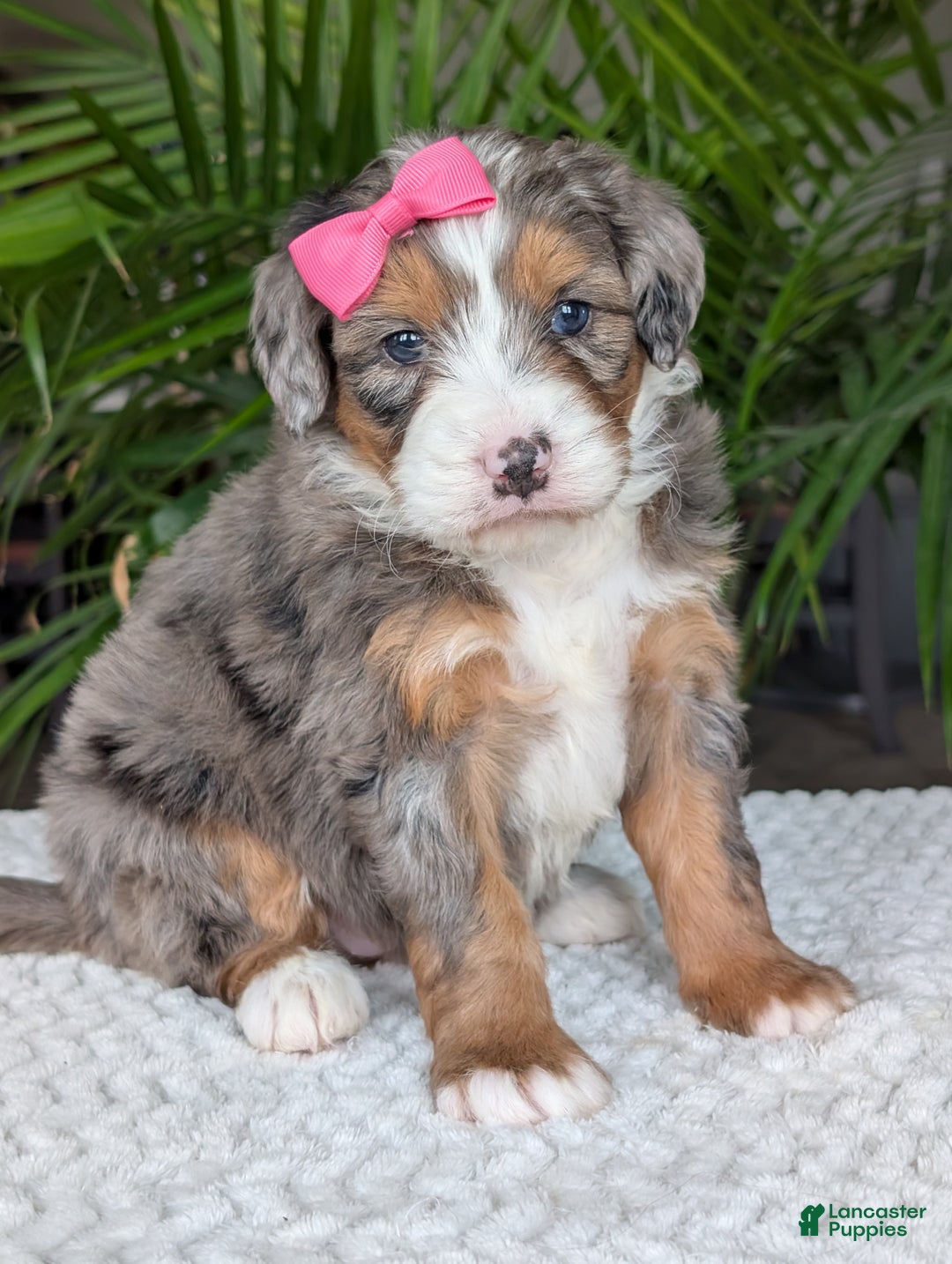 Mini Bernedoodle dogs for sale: Mini Indy  - Ad 20