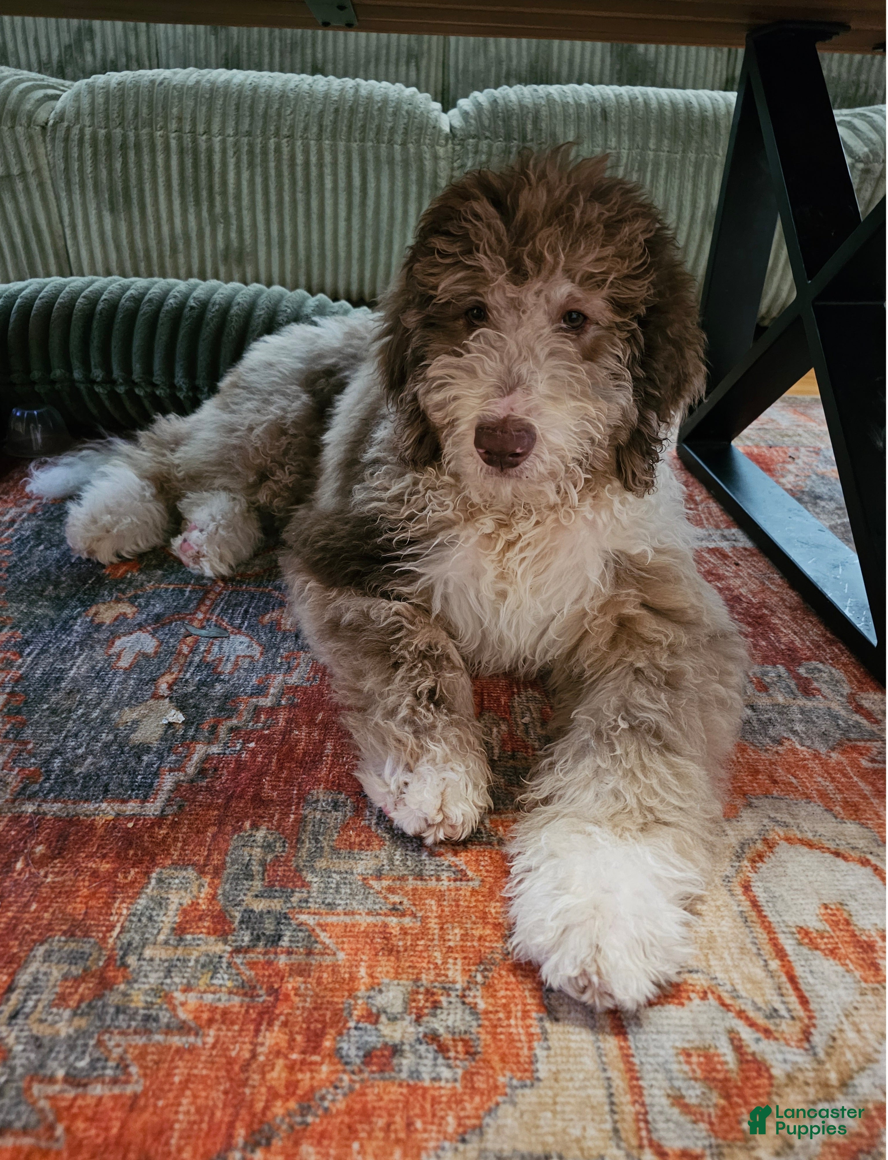 Bernedoodle dogs Ginger w golden eyes  - Ad 1