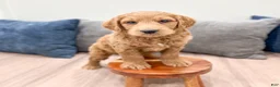 Mini Goldendoodle dogs for sale: Ace - Ad 4