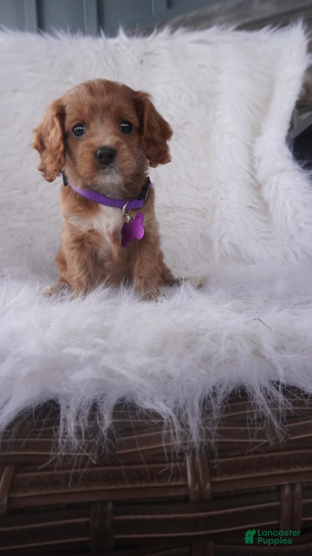 Cavapoo dogs for sale: Hyacinth - Ad 2
