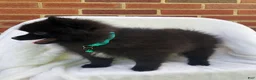 Pomeranian dogs for sale: Panther - Ad 3