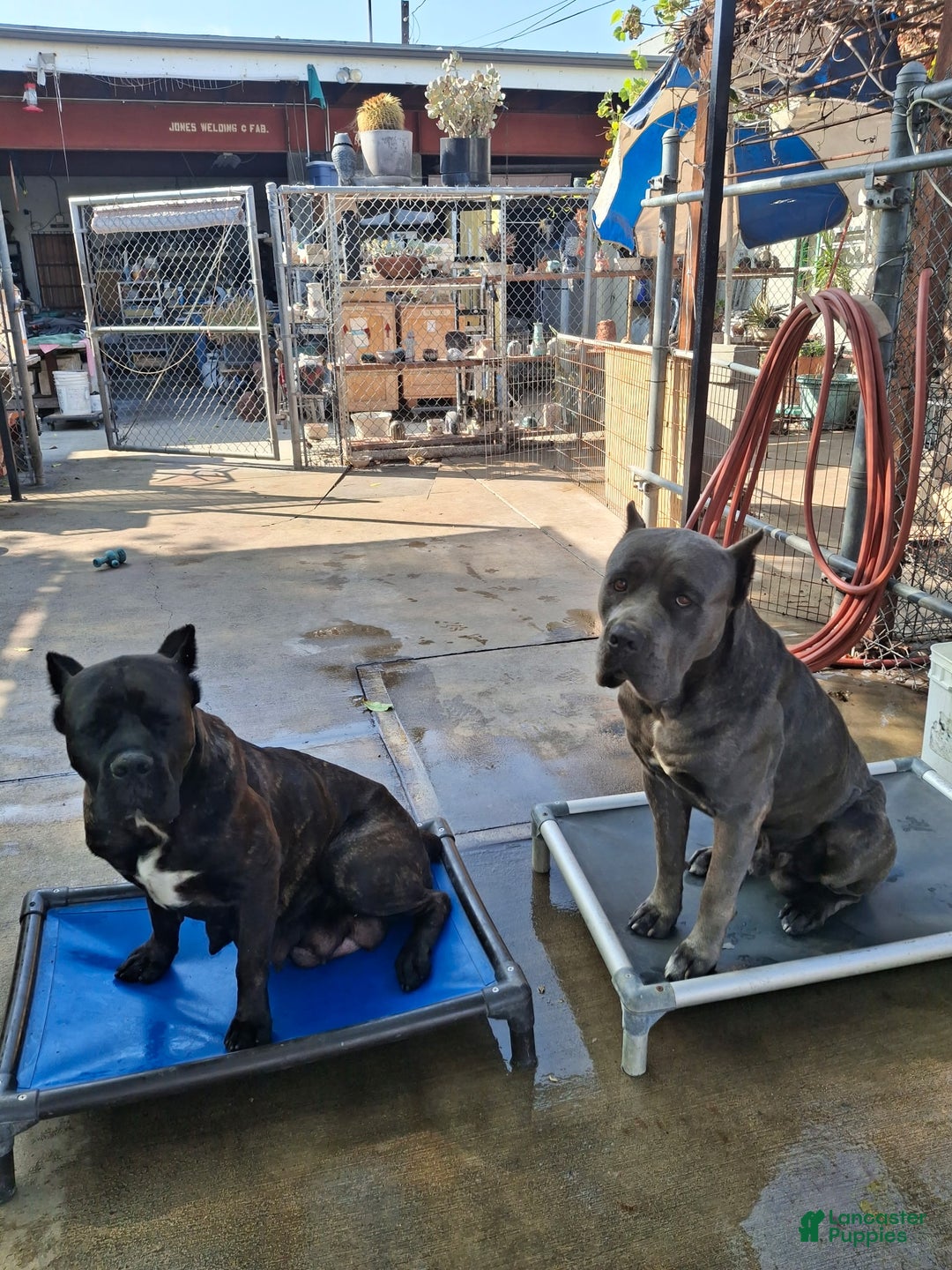 Cane Corso dogs for sale: Cane Corso Puppy 1 - Ad 2