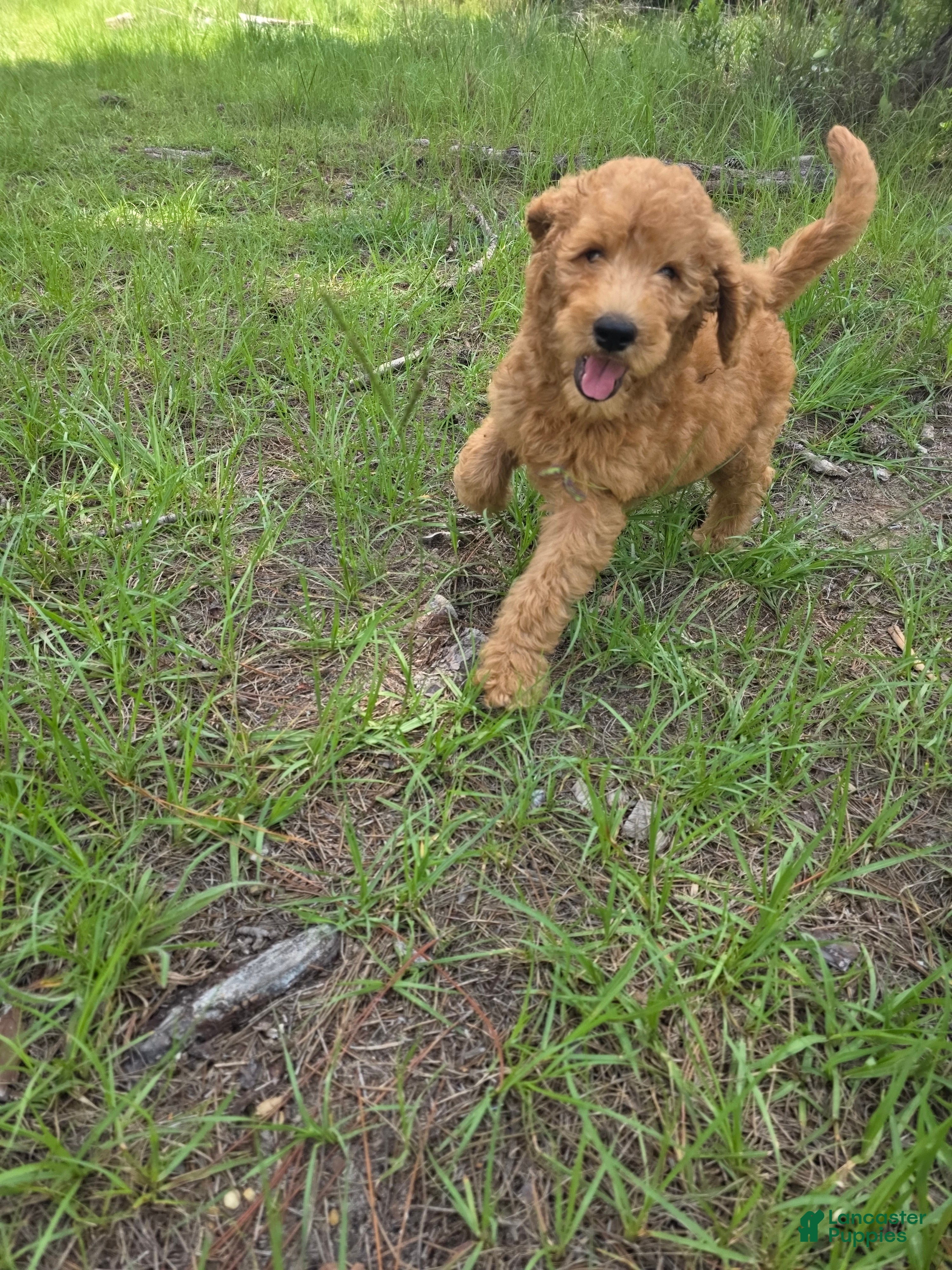 Goldendoodle dogs Bentley - Ad 35