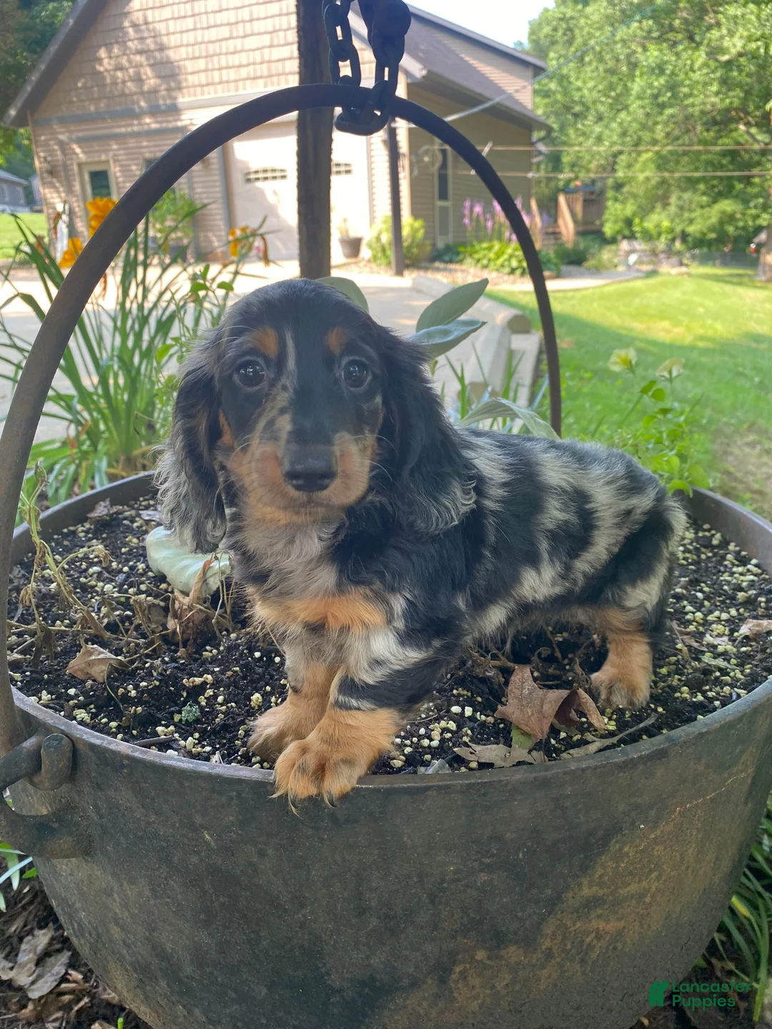 Miniature Dachshund dogs for sale: Princess - Ad 11