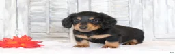 Miniature Dachshund dogs for sale: Rufus  - Ad 2