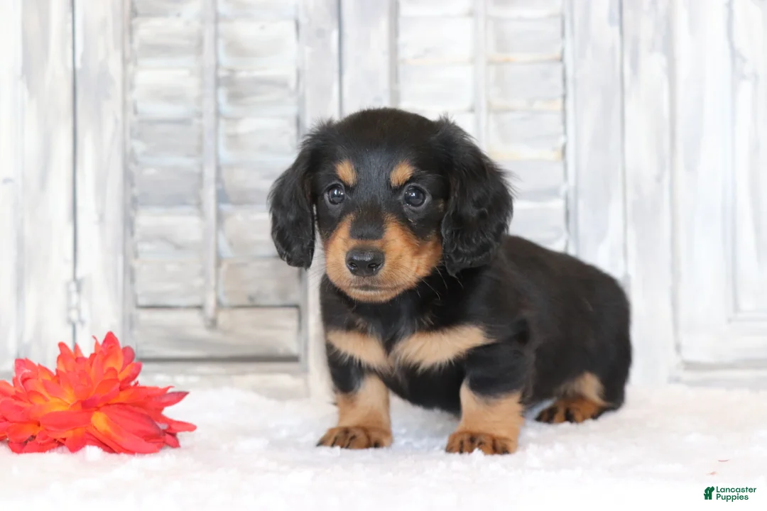 Miniature Dachshund dogs for sale: Rufus  - Ad 2