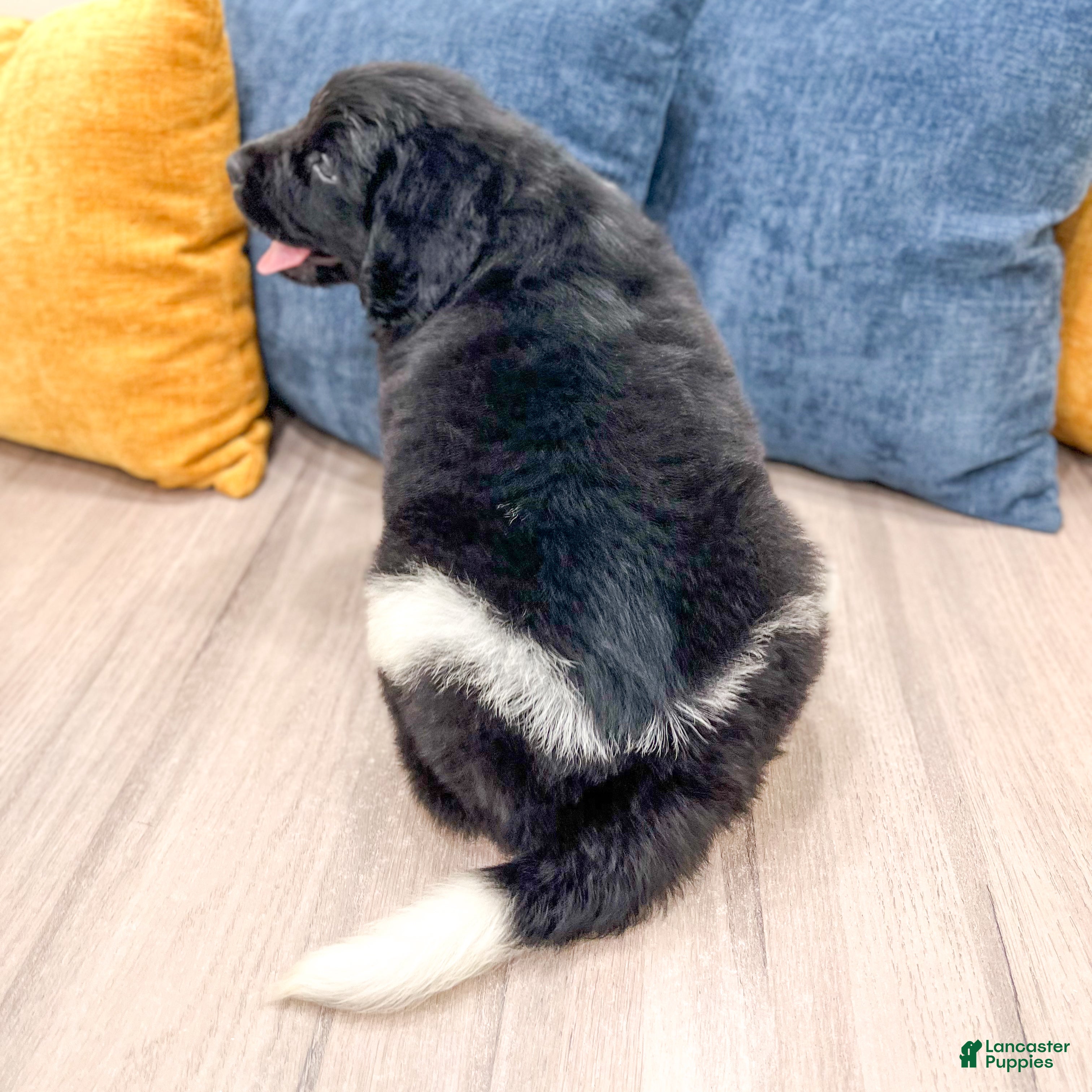 Newfoundland dogs Ruger - Ad 2