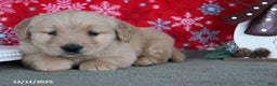 Golden Retriever dogs for sale: Cider - Ad 5