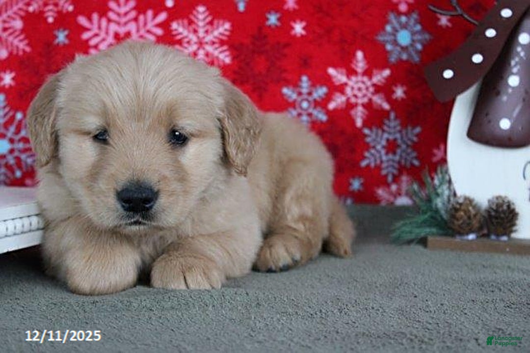 Golden Retriever dogs for sale: Cider - Ad 5