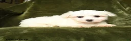 Maltese dogs for sale: Sam - Ad 2