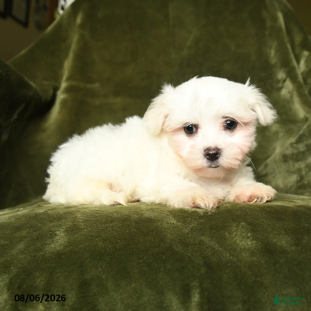 Maltese dogs for sale: Sam - Ad 2