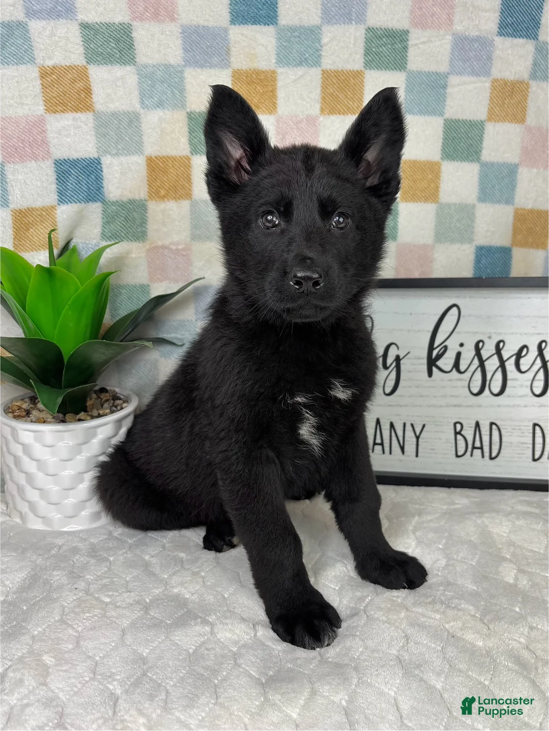German Shepherd dogs for sale: Greyson - Ad 1