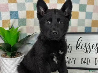 German Shepherd dogs Greyson - Ad 38