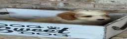 Mini Bernedoodle dogs for sale: Bailey - Ad 8