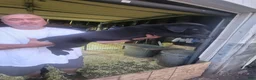 Cane Corso dogs for sale: Cane Corso 1 - Ad 2