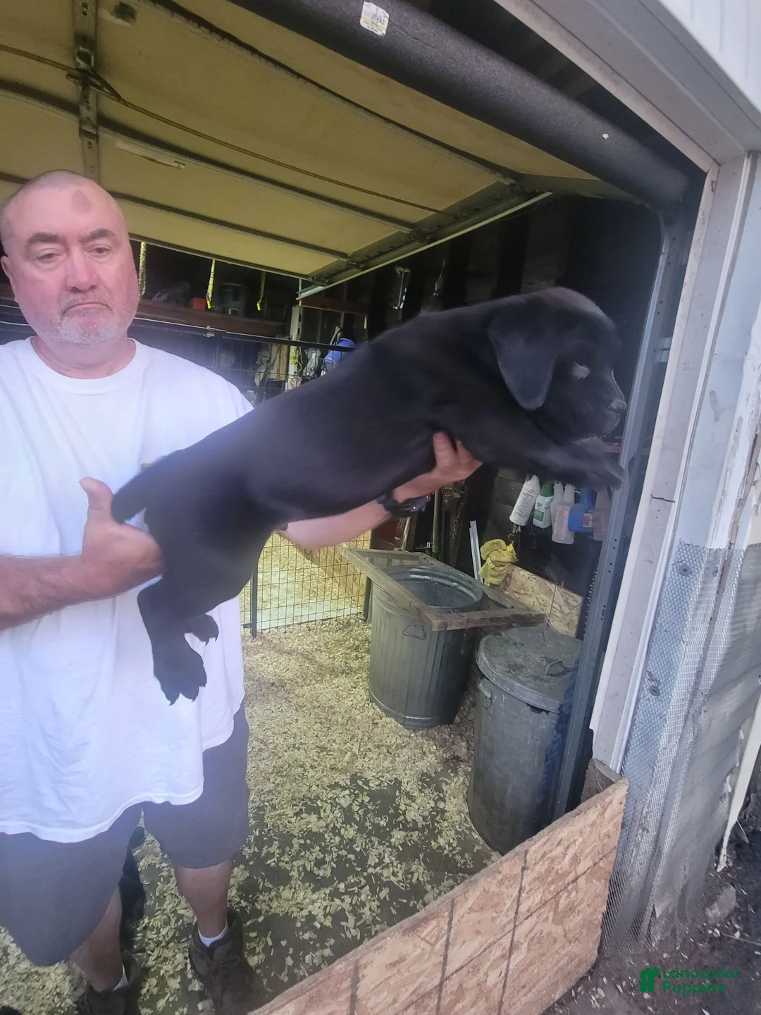 Cane Corso dogs for sale: Cane Corso 1 - Ad 2
