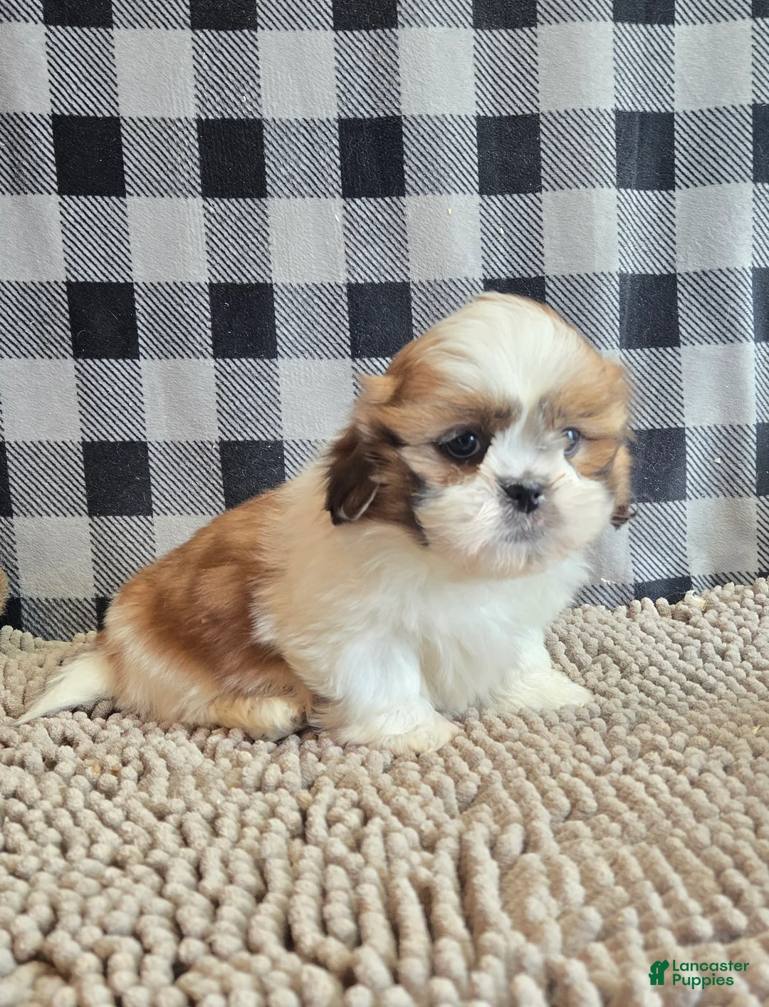 Shih Tzu dogs for sale: Samuel - Ad 2