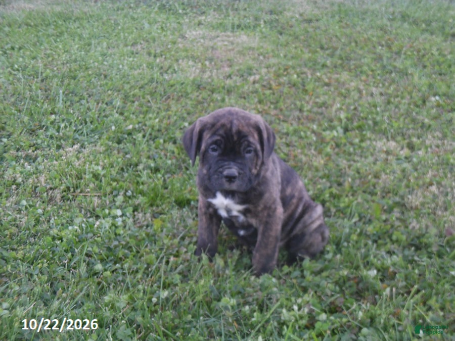 Cane Corso dogs for sale: Archer - Ad 1
