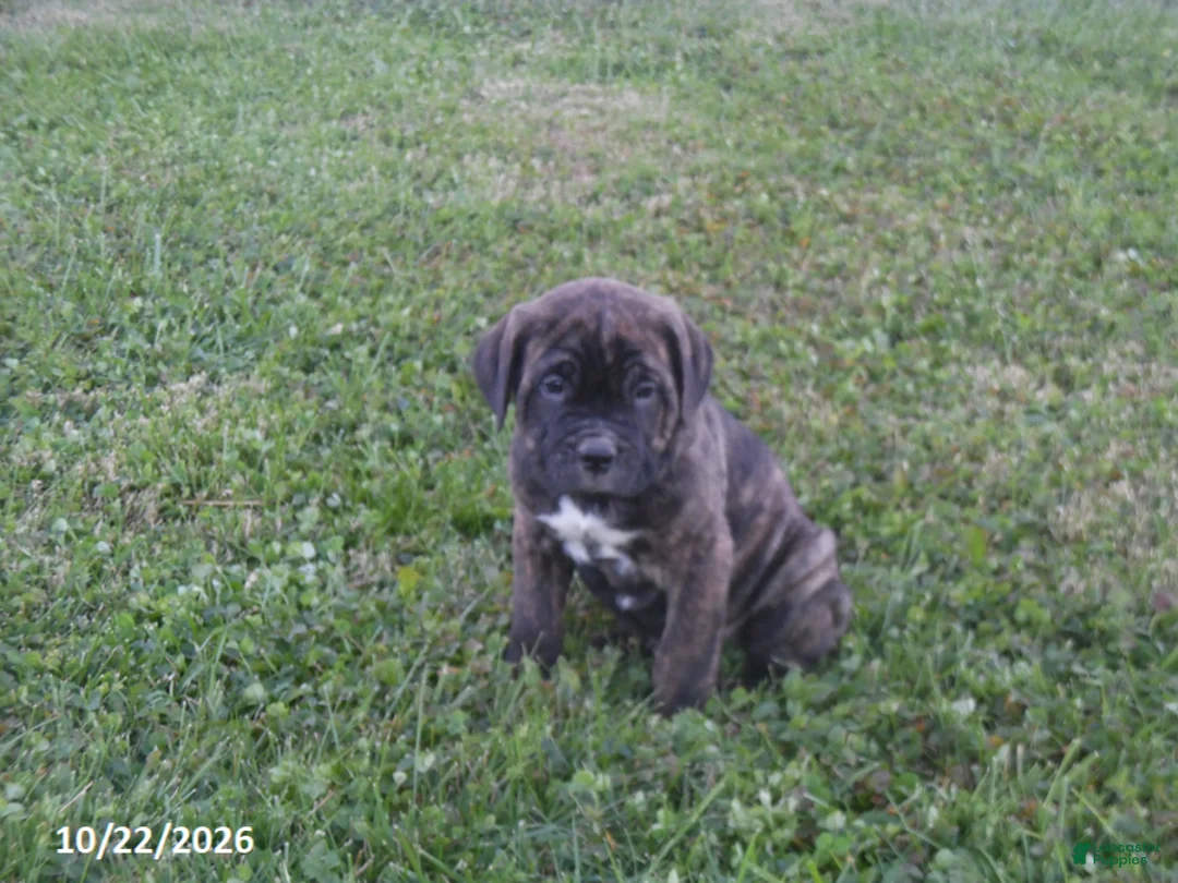 Cane Corso dogs for sale: Archer - Ad 1