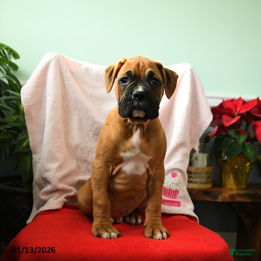 Boxer dogs Adam - Ad 17