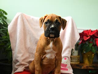 Boxer dogs Adam - Ad 17