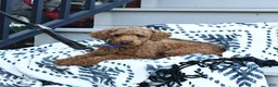 Toy Poodle dogs for sale: Freddie  - Ad 7