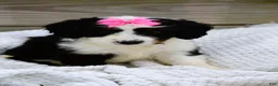 Mini Bernedoodle dogs for sale: Lola - Ad 5