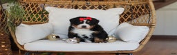 Bernese Mountain Dog dogs for sale: Princess Star - Ad 21