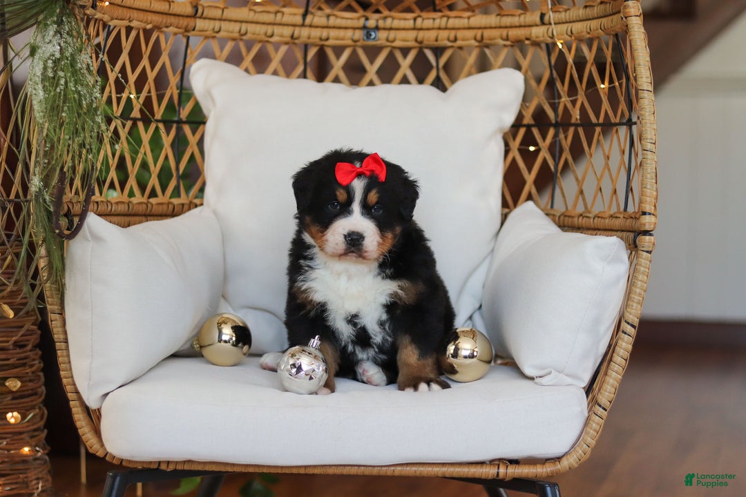 Bernese Mountain Dog dogs for sale: Princess Star - Ad 21