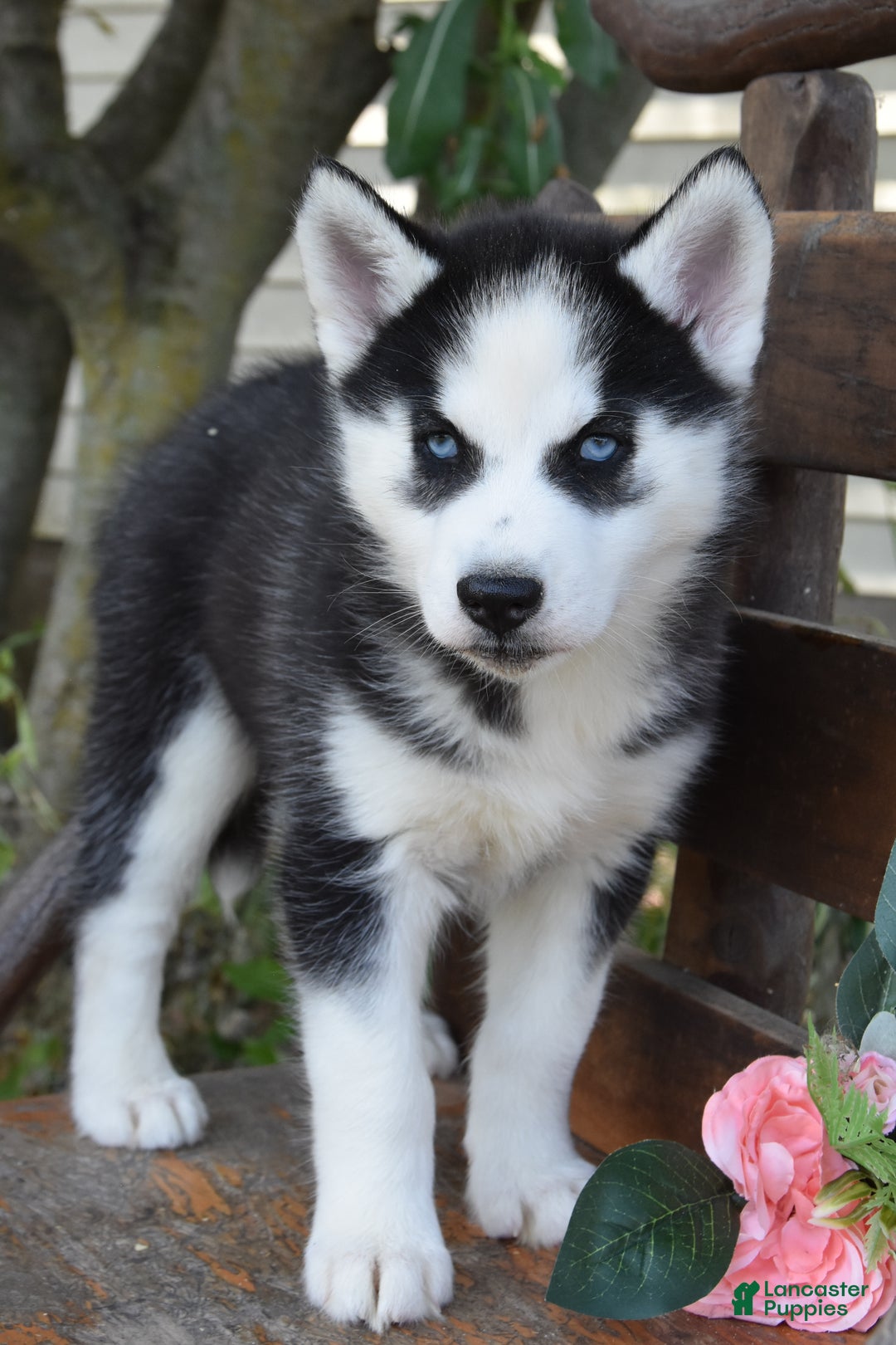 Gallery Image {{count}}