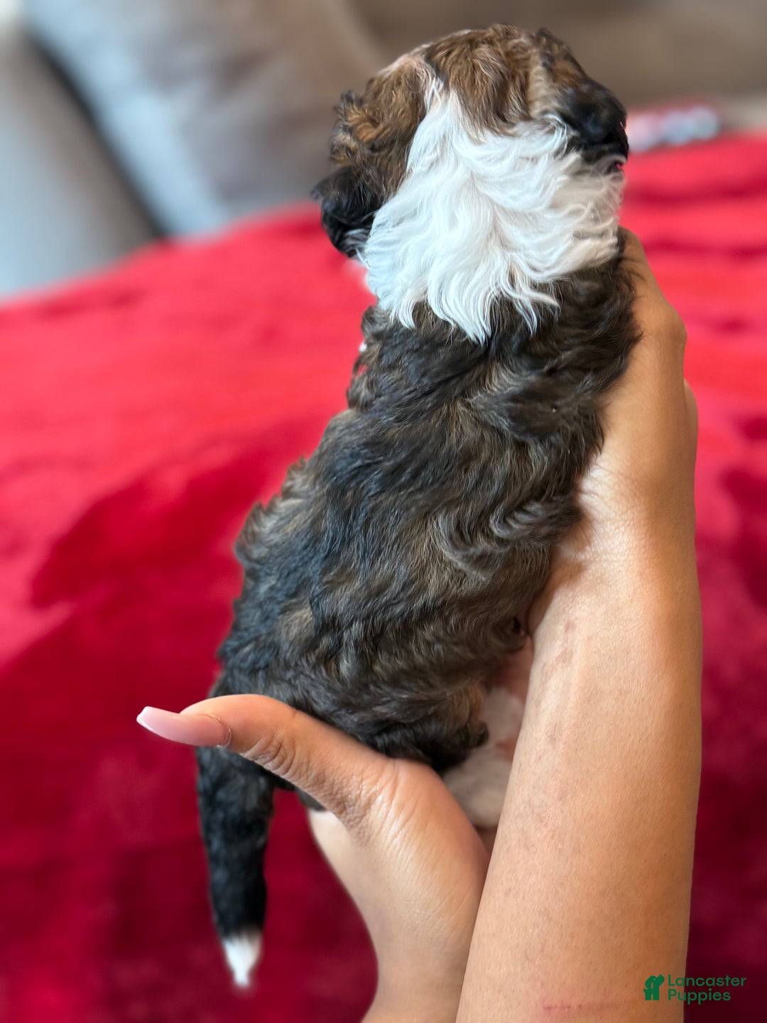 Mini Bernedoodle dogs for sale: Merlot - Ad 3
