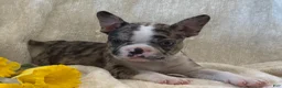 Frenchton dogs for sale: Carly - Ad 10
