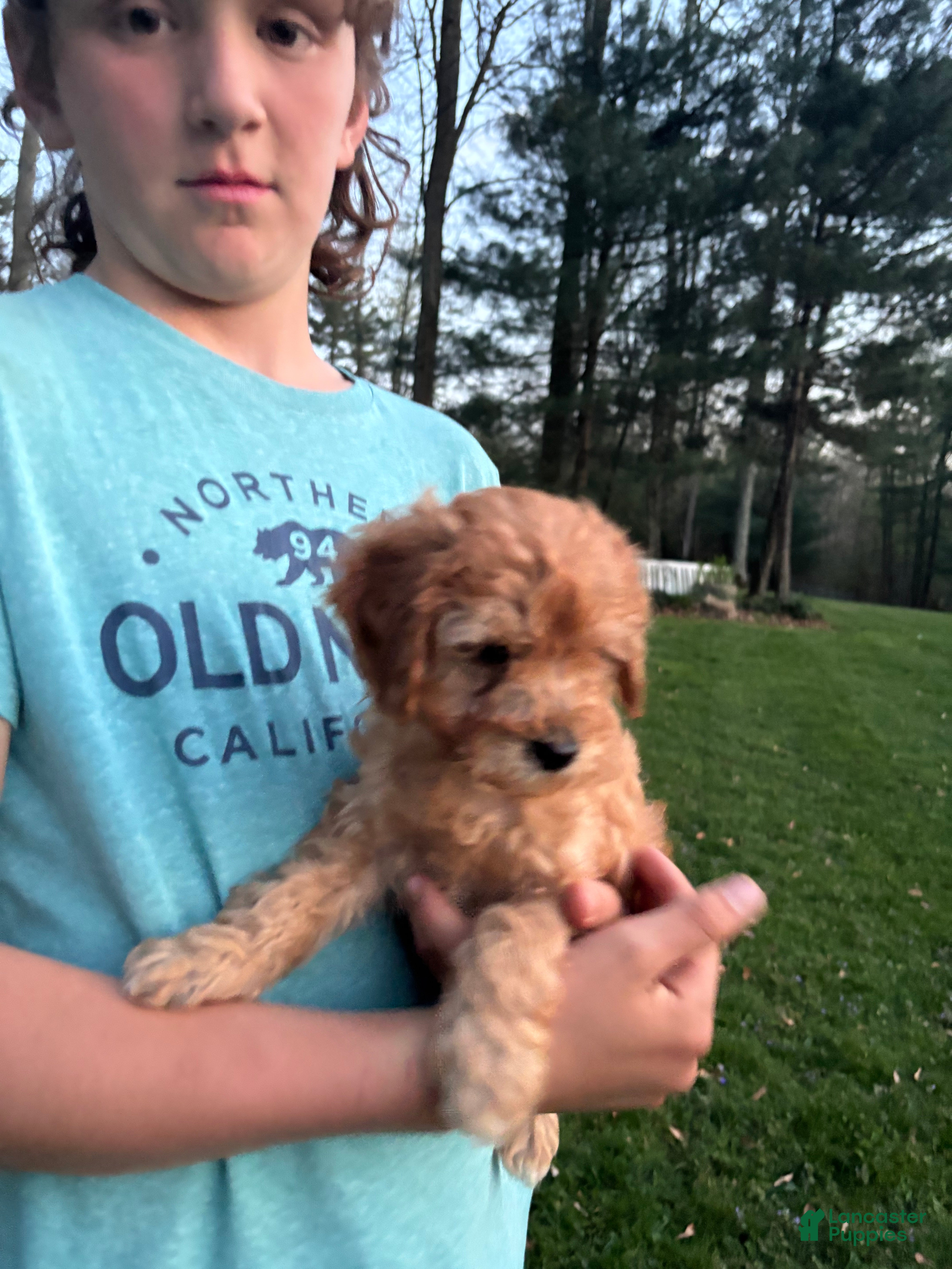 Mini Goldendoodle dogs Cooper - Ad 2