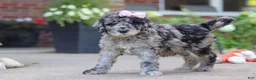 Newfypoo dogs for sale: Raina - Ad 5