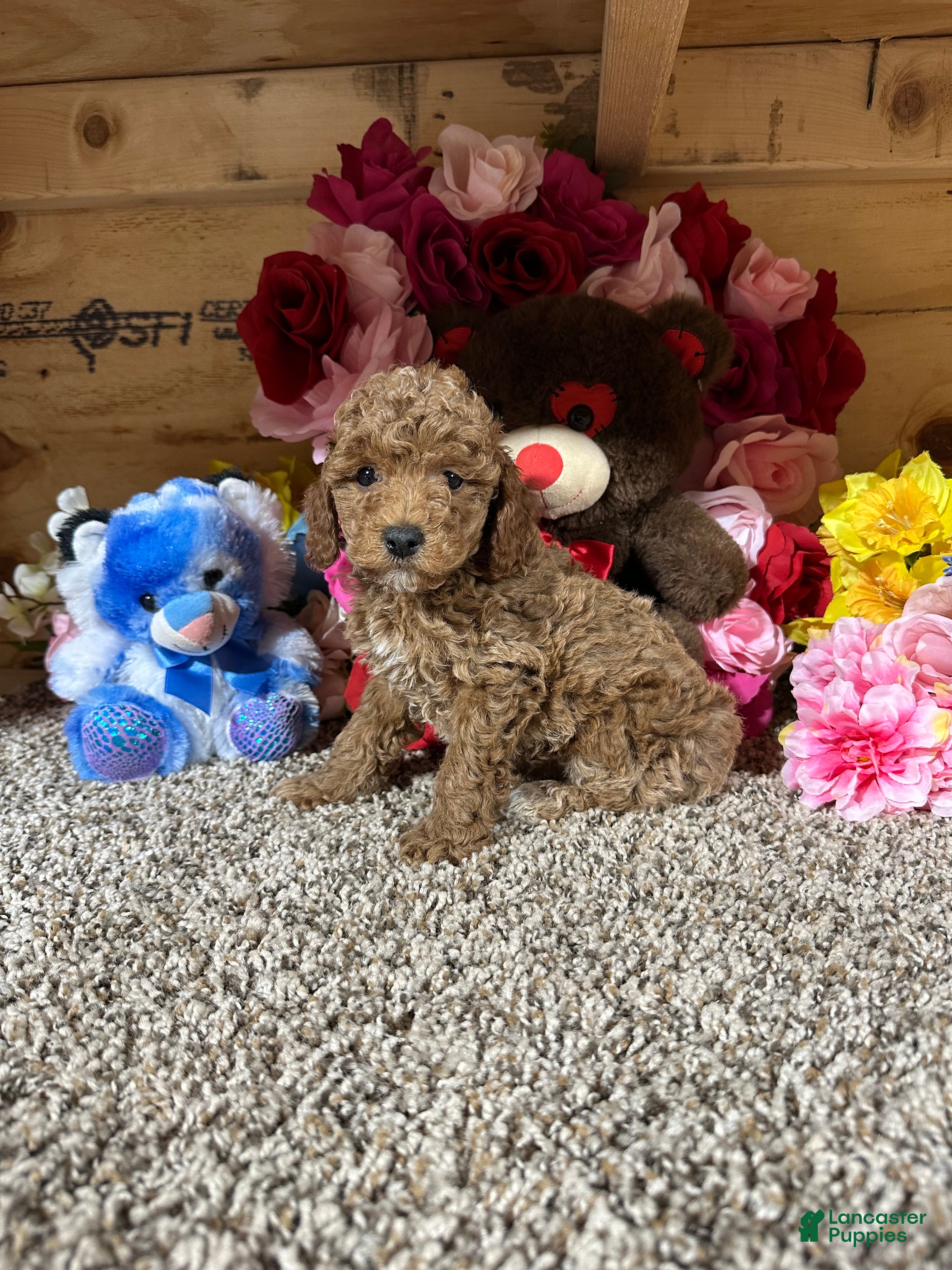Toy Poodle dogs Toy Poodle Puppy 2 - Ad 1