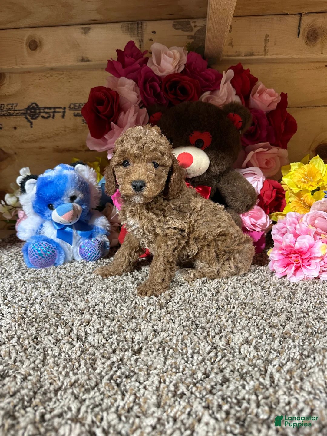 Toy Poodle dogs for sale: Toy Poodle Puppy 2 - Ad 1