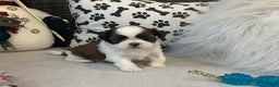 Shih Tzu dogs for sale: Tommy - Ad 2