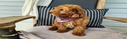 Mini Bernedoodle dogs for sale: Blake - Ad 13