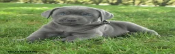 Cane Corso dogs for sale: Ravin - Ad 2