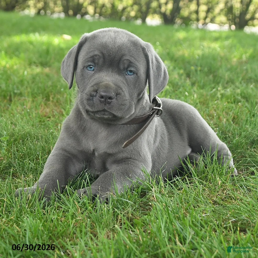 Cane Corso dogs for sale: Ravin - Ad 2