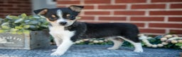 Chihuahua dogs for sale: Paulie - Ad 3