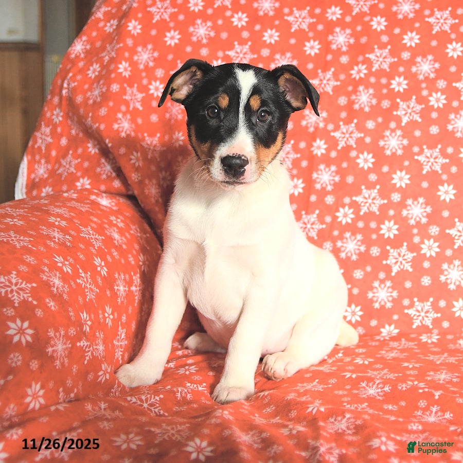 Jack Russell Terrier dogs Mrs Claus - Ad 33