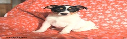 Jack Russell Terrier dogs for sale: Mrs Claus - Ad 5