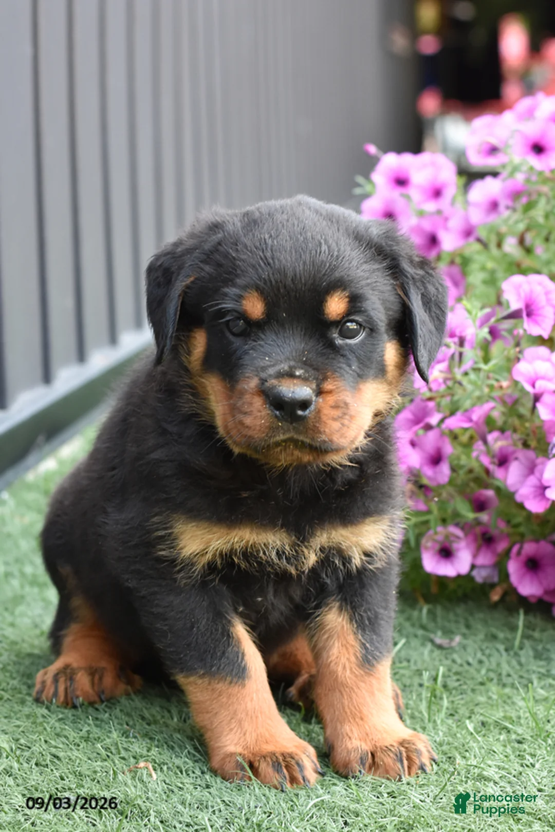 Rottweiler dogs for sale: Zara - Ad 2