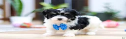 Havanese dogs for sale: Bubbles - Ad 3