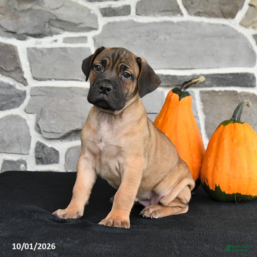 Mixed Breed dogs Sierra  - Ad 2